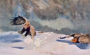 Eagles and Rabbit, 1922 by Bruno Andreas Liljefors